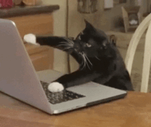 funny cat gif working hard